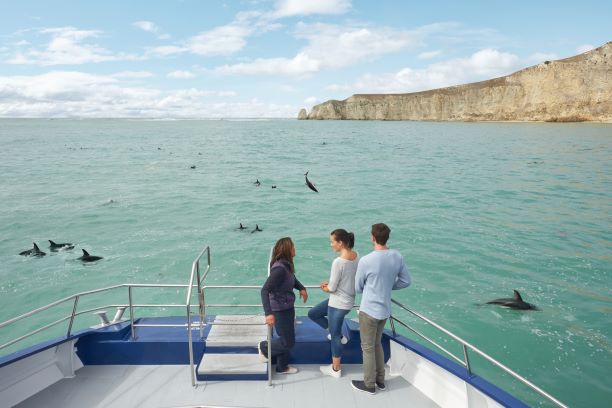 Kaikoura Canterbury Dolphin Encounter