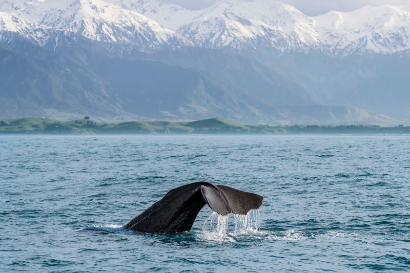 Humpback Whale in Kaikoura New Zealand