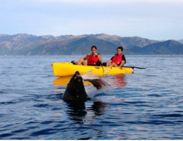 Kaikoura Kayaks, looking at a seal