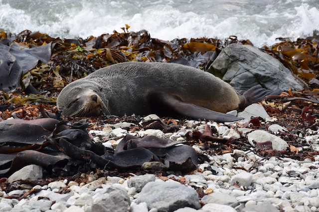Seal in Kaikoura New Zealand