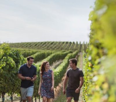 Blenheim Marlborough Walk in Vineyard