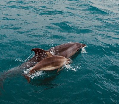 The Bay of Islands is a beautiful region located in the North Island of New Zealand