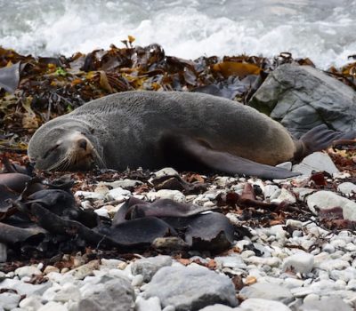 Seal in Kaikoura New Zealand